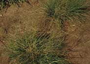 Alkali Sacaton or Dropseed