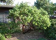 Dr. Hurd Manzanita