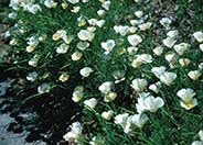 White California Poppy