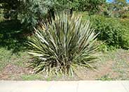 New Zealand Flax