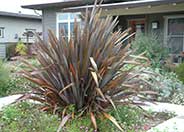 New Zealand Flax