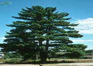 White Pine