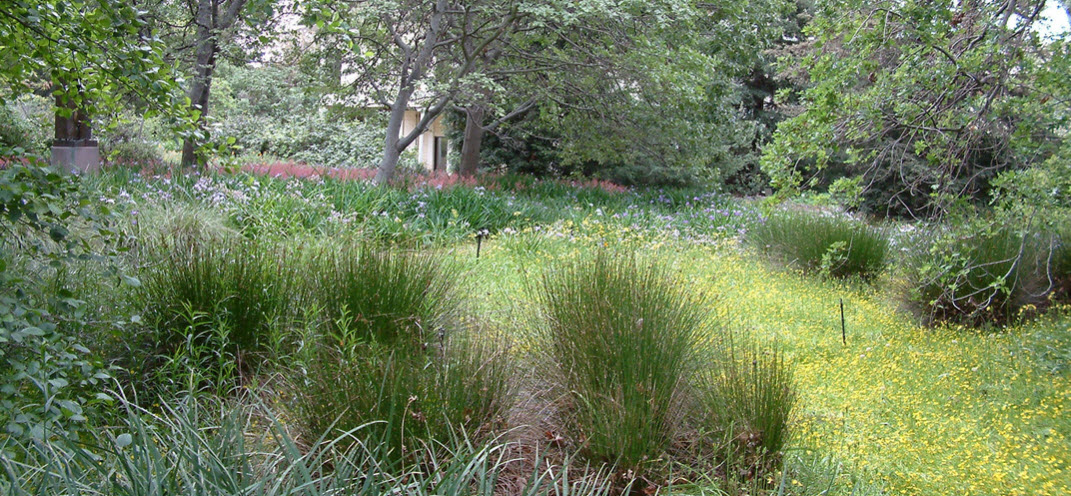 Rancho Santa Ana Botanic Garden